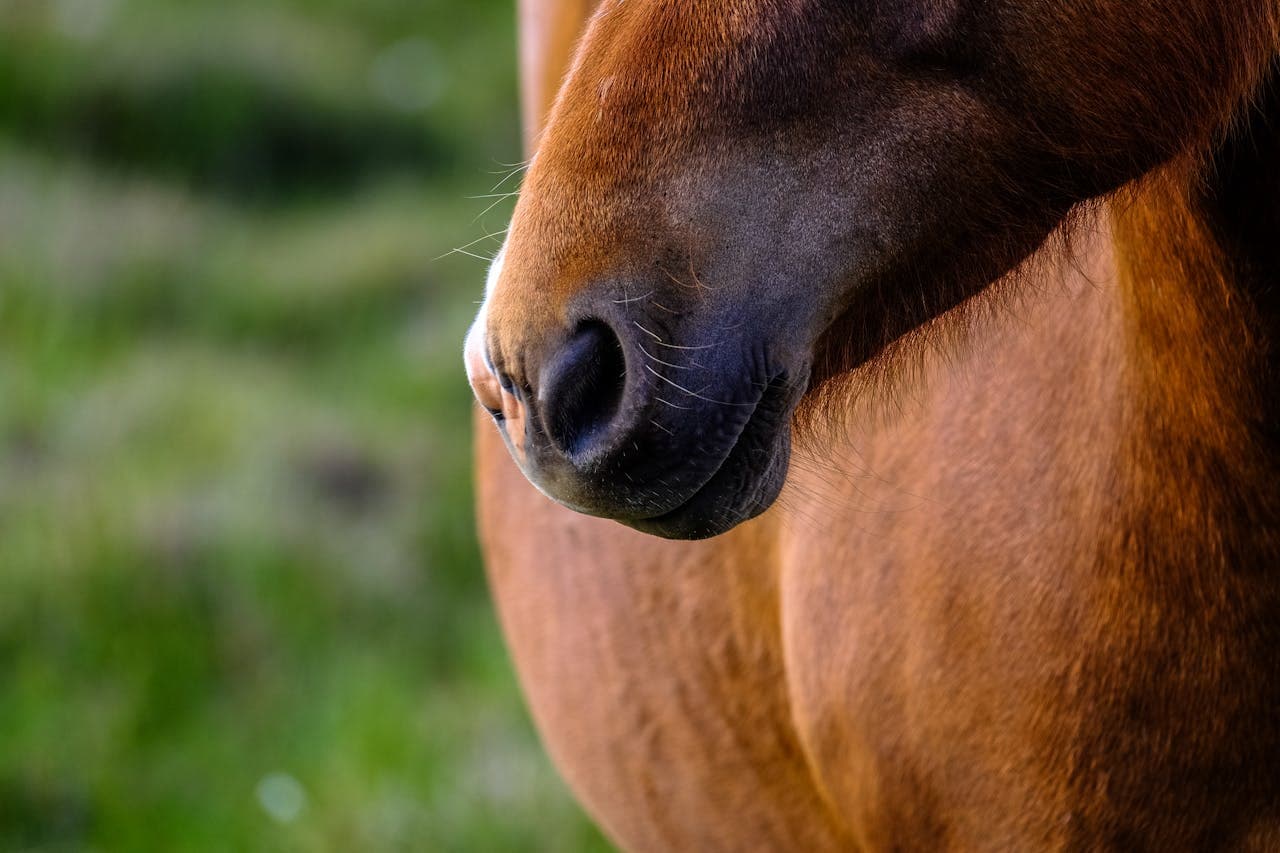 Detail van een paard