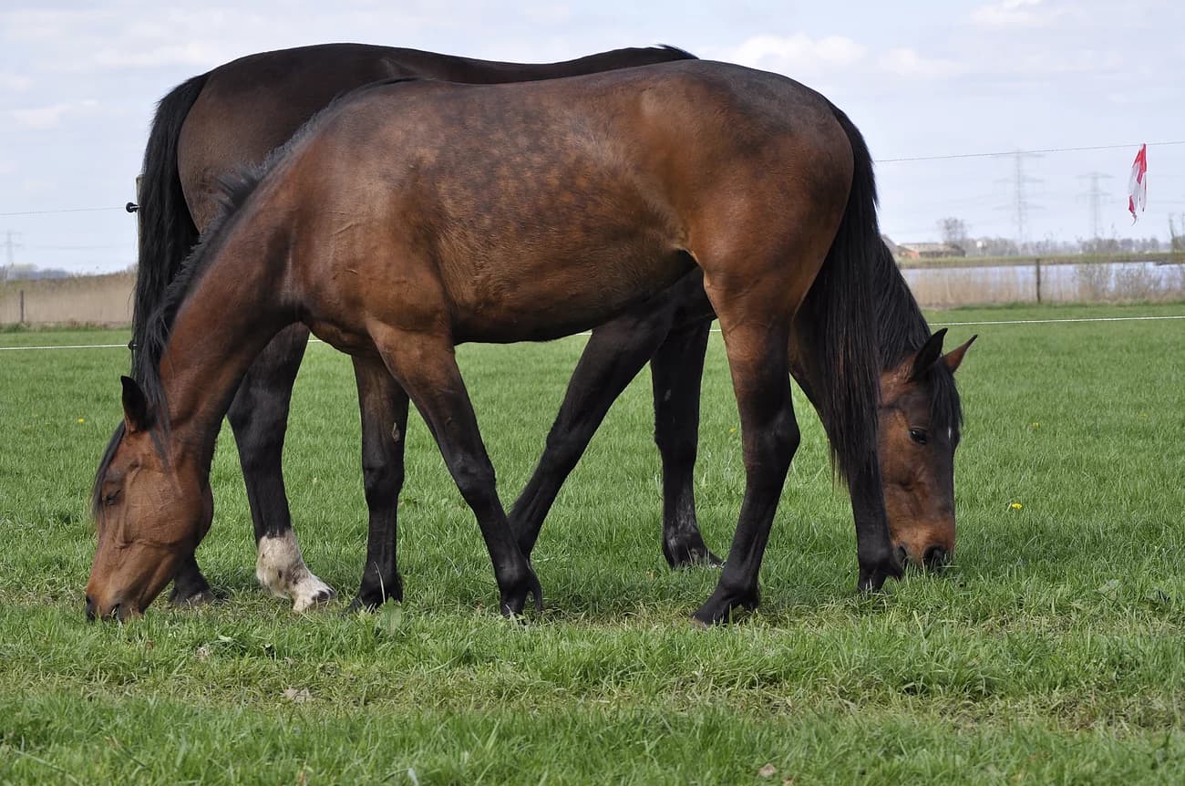 Twee paarden in de wei bij Zwolle