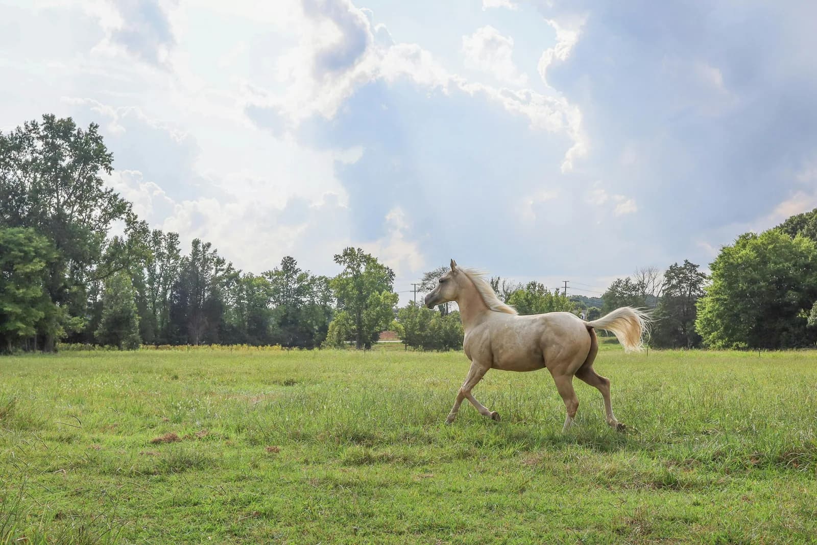 Grenzen voelen en aangeven met paarden