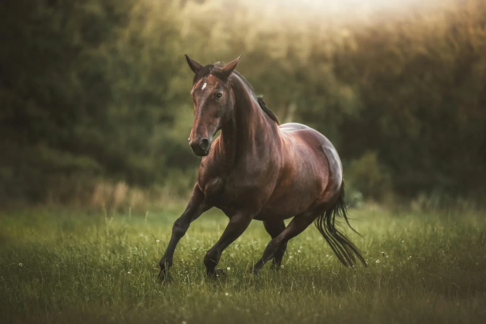 Rust vinden tijdens een sessie met paarden